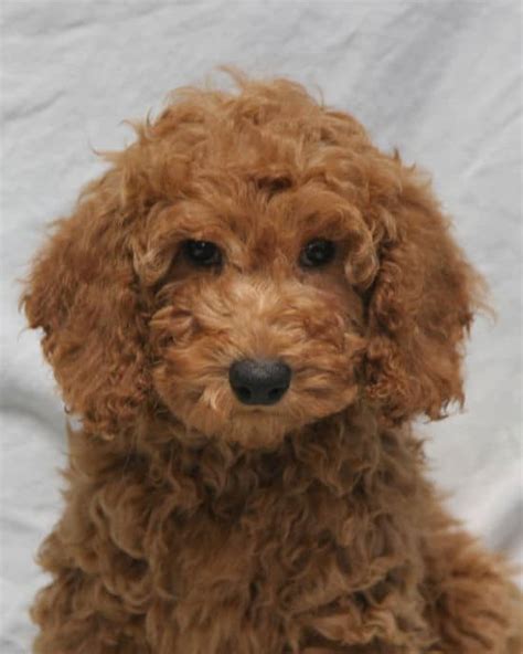 11 out of the 14 most popular designer dog breeds are crossed with a <strong>POODLE</strong>. . Moyen poodles for sale florida